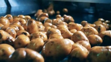 Bir gıda Tesisi Fabrika konveyör Tarih düşen temizlenmiş patates.