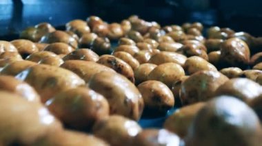 Patates kabuğu yemek Fabrikası'nda otomatik satırındaki taşıma ile.