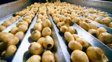 Patates bir konveyör üzerine gıda fabrikasında sıralama işlemi.