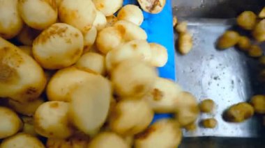 İçine bir kutu içinde bir gıda üretim tesisi bir konveyör patates düşme yıkanmış.