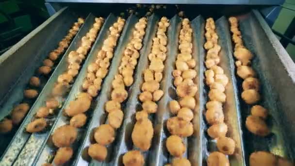 Bir fabrikada hareketli bir konveyör üzerine sıralanmış temizlenmiş patates. — Stok video