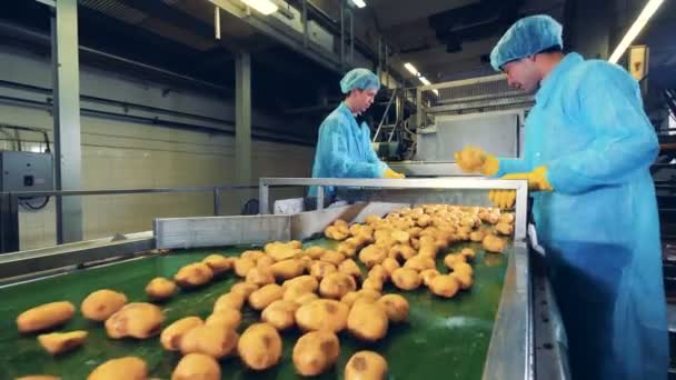 Trabajador clasificando patatas en una fábrica de alimentos . — Vídeo de stock