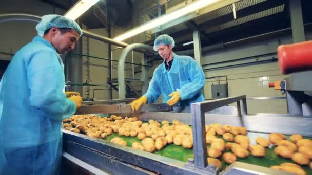 Twee fabrieksarbeiders aardappelen snijden in helften op een transportband. — Stockvideo