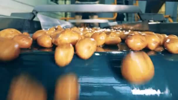 Желтый картофель движется по заводской линии после мытья . — стоковое видео