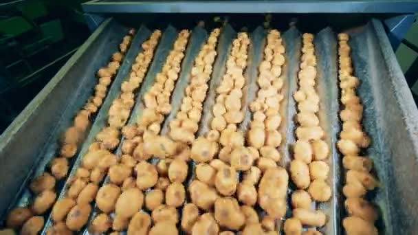 Alimentos planta transportadora triagem de batatas em um transportador de fábrica — Vídeo de Stock