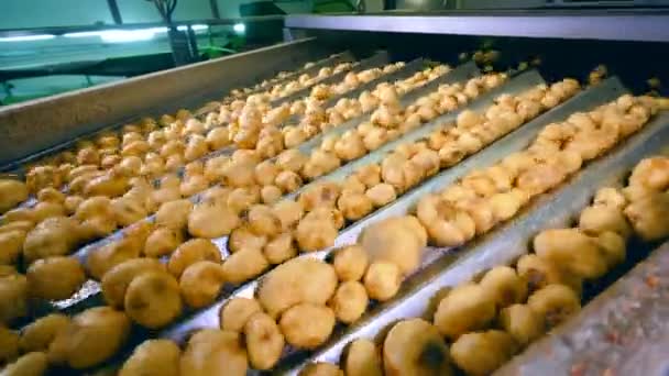 Batatas não descascadas movendo-se em um transportador de fábrica de alimentos durante a triagem . — Vídeo de Stock