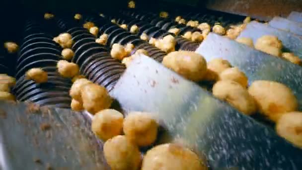 Patatas subiendo a un transportador de clasificación en una planta de producción de alimentos . — Vídeos de Stock