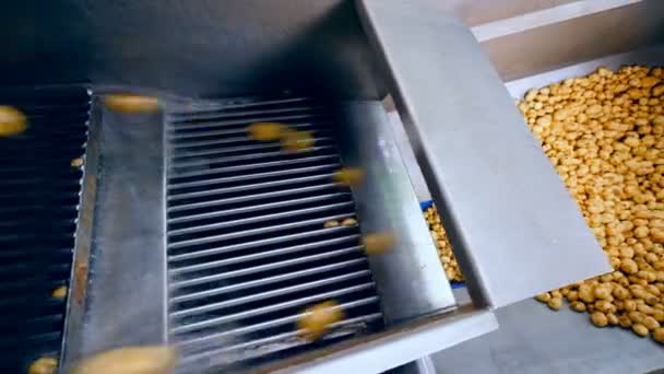 Limpiar las patatas que caen en un recipiente de metal de un transportador en una fábrica . — Vídeos de Stock