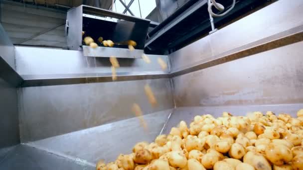 Muchas papas que caen en un recipiente en una planta alimenticia . — Vídeos de Stock