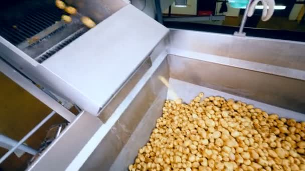 Papas amarillas almacenadas en un recipiente de metal en una planta alimenticia, que caen de un transportador . — Vídeo de stock