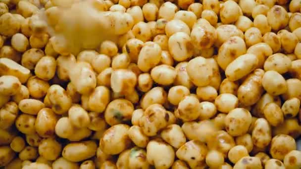 Muitas batatas limpas armazenadas em um recipiente em uma fábrica . — Vídeo de Stock