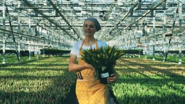 Donna sorridente tiene secchio con tulipani gialli mentre cammina in una serra . — Video Stock