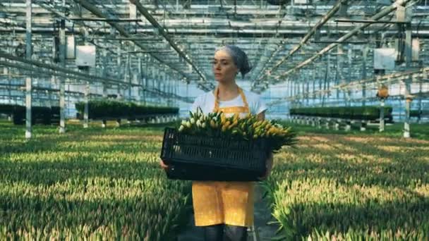 Worker carries a basket full of tulips while walking in a greenhouse with flowers. — Stock Video