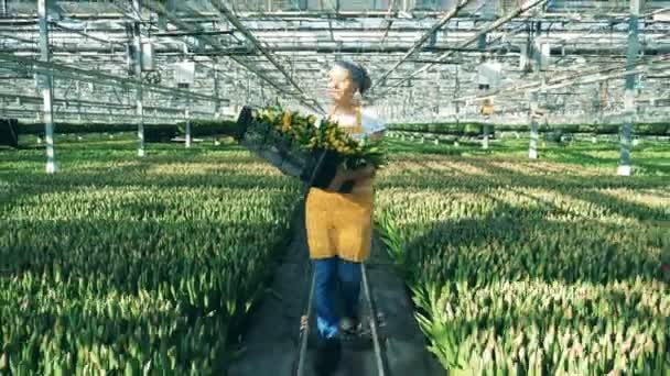 Cheerful greenhouse worker holds basket with tulips, walking indoors. — Stock Video