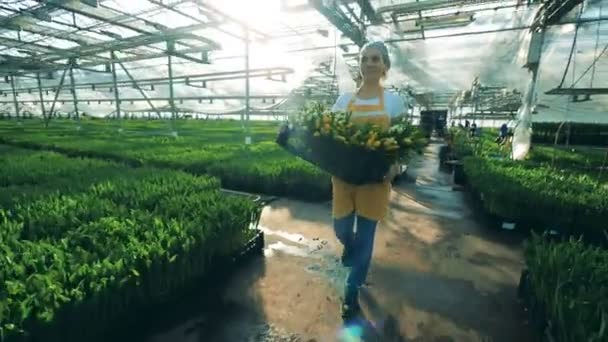 Una donna lavora in una serra, camminando con un mucchio di tulipani . — Video Stock