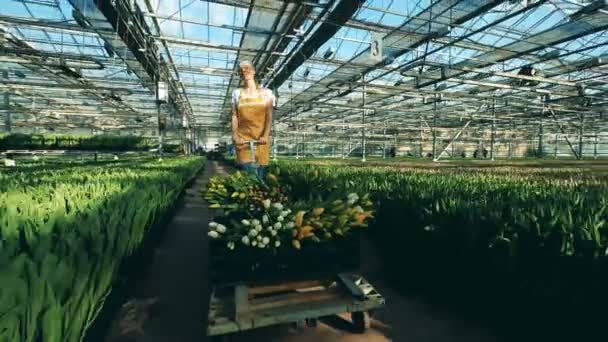 Тепличний працівник штовхає на нього візок з тюльпанами під час прогулянки в приміщенні . — стокове відео