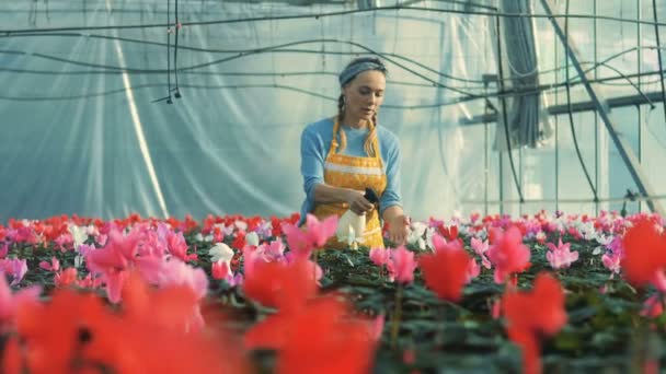 Mujer joven rocía ciclamen con agua mientras trabaja en un invernadero . — Vídeo de stock