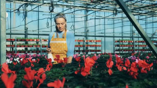 Osoba zalévání brambořík v květináčích, pracující v moderní skleníku. — Stock video