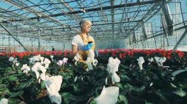 Beyaz Siklamen bir sera sulama çalışan özel bir şişe kullanarak.