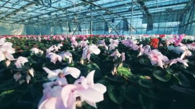 Siklamen tencere özel sera içinde büyüyen bir sürü.