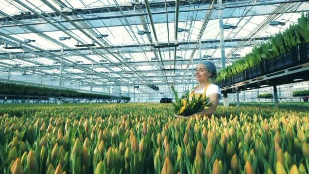 Mujer jardinero toma tulipanes de macizos de flores, trabajando en un invernadero . — Vídeos de Stock