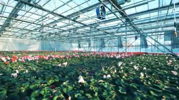 Une grande serre avec du cyclamen, poussant en pots en rangées . — Video