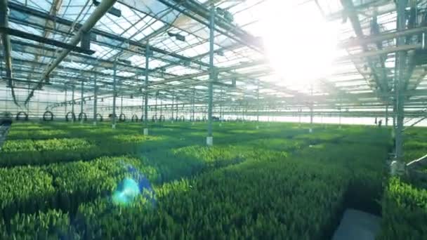 成長するチューリップ、空撮と大きな温室効果. — ストック動画