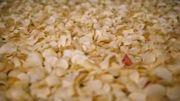 Gele chips gesorteerd op een fabriek transportband, verplaatsen in een faciliteit, slow-motion. — Stockvideo