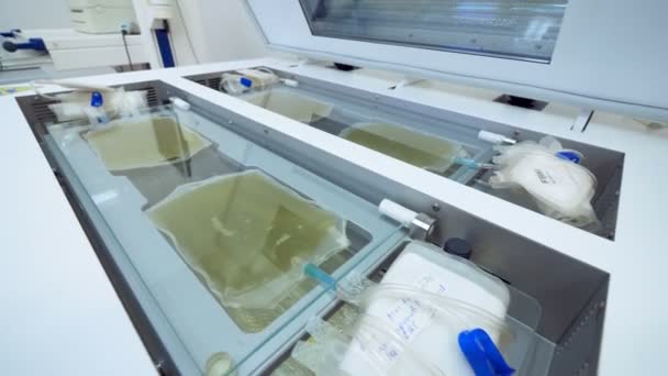 Медичне обладнання перевіряє сумки зі свіжою плазмою в лабораторній кімнаті . — стокове відео