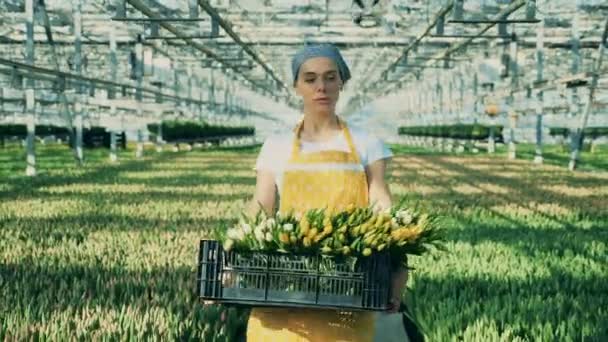 Un giardiniere porta un cesto con i tulipani, lavorando in una serra . — Video Stock