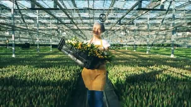 Leende kvinna håller en korg med gula tulpaner, promenader nära blomster rabatter. — Stockvideo