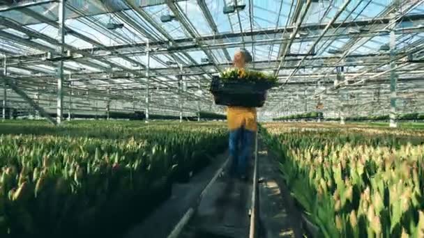 Un jardinero lleva una cesta con tulipanes amarillos, trabajando en un invernadero moderno . — Vídeos de Stock