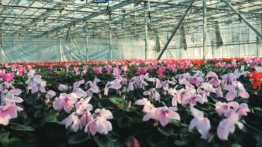 Pembe ve kırmızı Siklamen büyük bir Glasshouse içinde tencere büyümek.