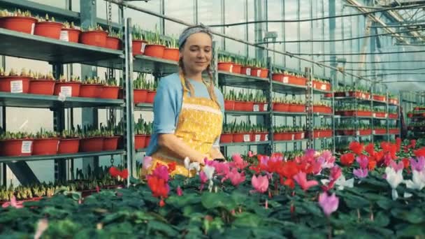 Een vrouw controleert Cyclamen in potten en wateren hen, die in een serre werken. — Stockvideo