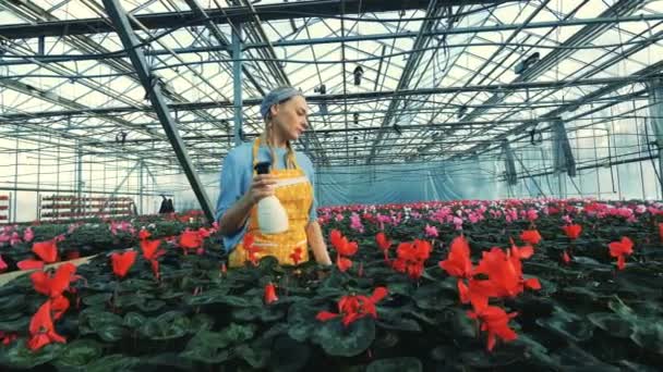 Florist vatten röda cyklamen, växer i krukor i ett växthus. — Stockvideo