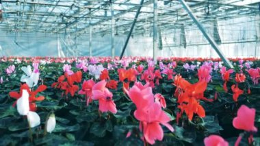 Bir sera içinde satırlarda Siklamen çiçekleri ile birçok tencere depolar.