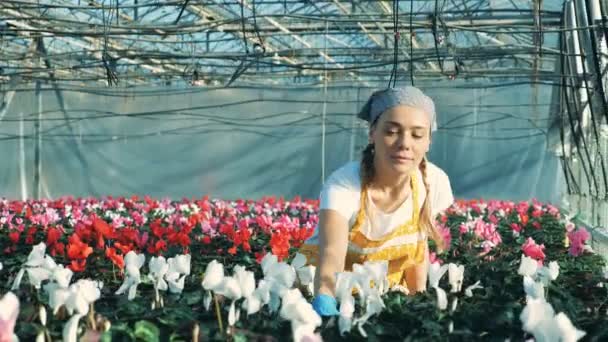 Femme jardinier vérifie cyclamen blanc, en regardant des pots . — Video