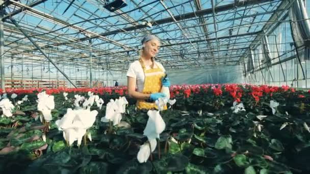 Vrouw maakt gebruik van een spray fles water witte Cyclamen bloemen. — Stockvideo