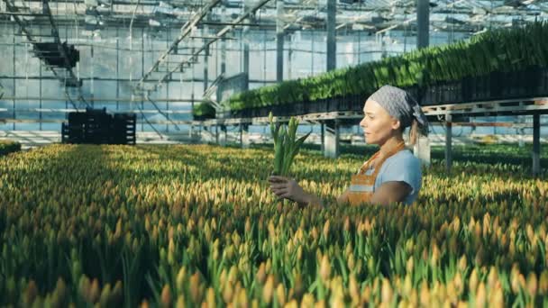 Happy greenhouse worker checks collected tulips, looking at them. — Stock Video