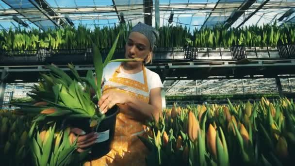 Florista põe flores de tulipa em um balde, reunindo-os de um chão . — Vídeo de Stock