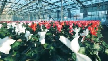 Bir Glasshouse içinde özel tencere büyüyen kırmızı ve beyaz siklamin.