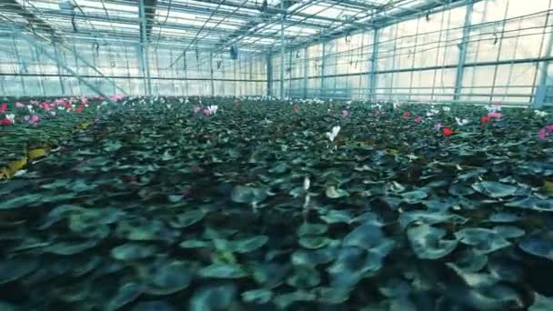 Mnoho hrnců s kyticí květinami, rostoucí ve skleníku. — Stock video