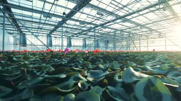 Modernt växthus fullt av färgglada cyklamen blommor. — Stockvideo