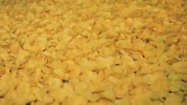Las patatas fritas están temblando en el transportador de fábrica — Vídeos de Stock
