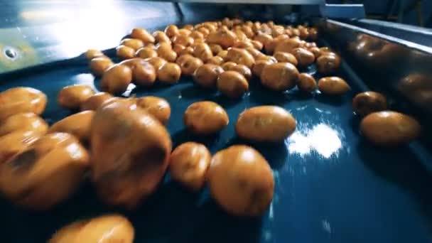 Batatas frescas estão se movendo ao longo do transportador — Vídeo de Stock