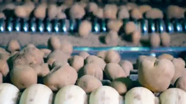 Mecanismo de fábrica está reubicando tubérculos de patata — Vídeos de Stock