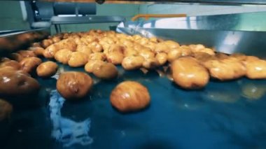 Taze patates ile konveyör bant boyunca hareket