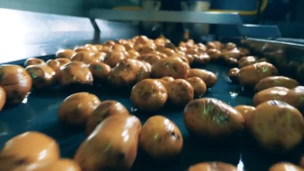 Aardappelknollen bewegen zich langs de transporteur — Stockvideo