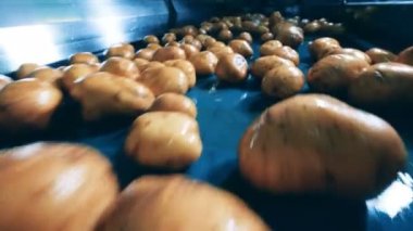 Mekanik olarak taşınan kazılmış patateslerin yakın çekim