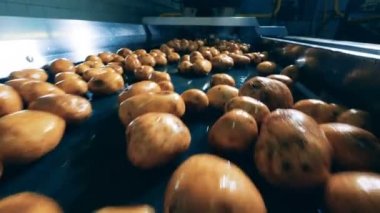 Fabrika konveyörü taze patates taşıyor